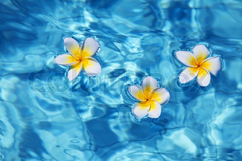 Tropical frangipani Blume floating in blaues Wasser Stockfoto Colourbox