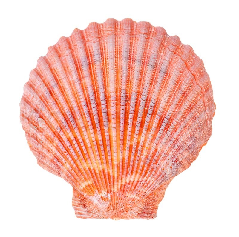 Sea shell isolated on white background | Stock Photo | Colourbox