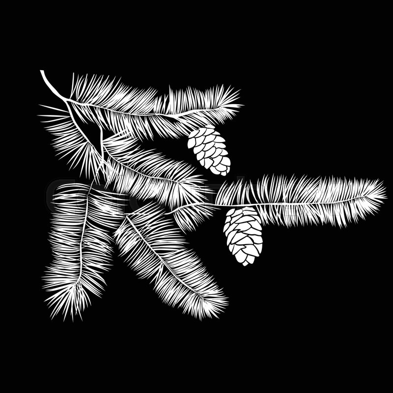 hand drawn pine tree branch isolated on black background ink