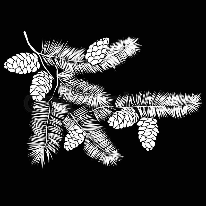 hand drawn pine tree branch isolated on black background ink