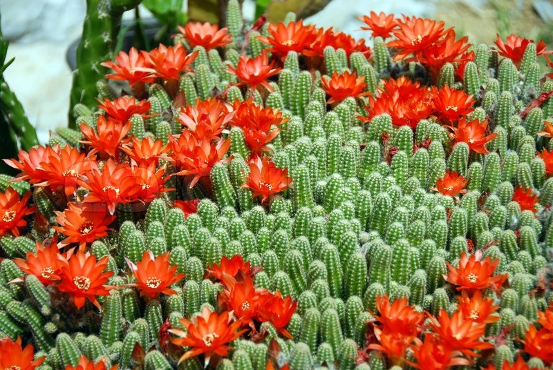 Blooming flowers of Red Torch Cactus, | Stock image | Colourbox