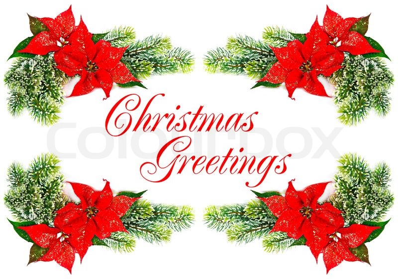 christmas greetings red poinsettia christmas flowers with evergreen tree decoration stock photo colourbox - Christmas Flower Decorations christmas greetings red poinsettia christmas flowers with evergreen tree decoration stock photo colourbox - Christmas Flower Decorations