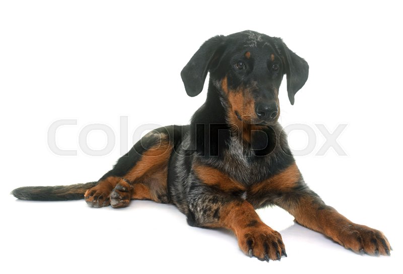 Young beauceron in front of white ... | Stock image | Colourbox