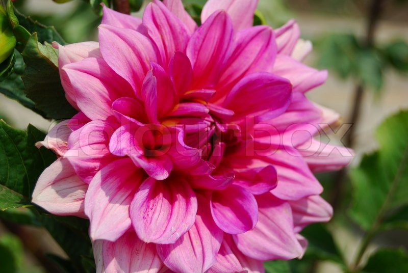 Flower petals of bright color on a Stock image Colourbox