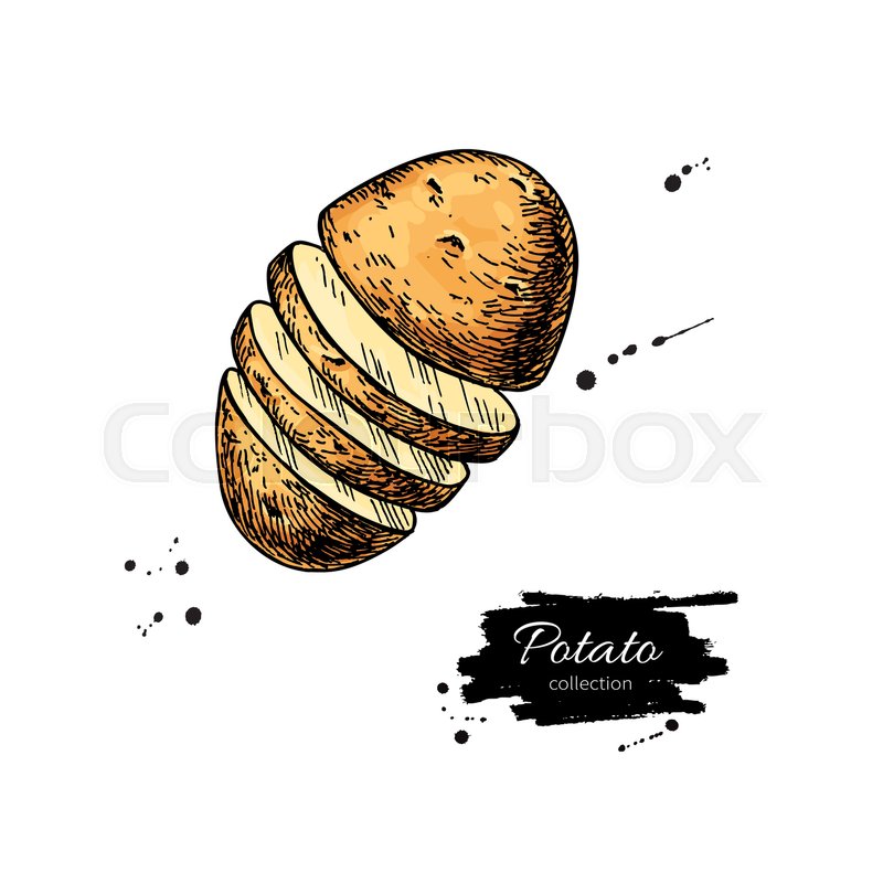 Potato Drawing