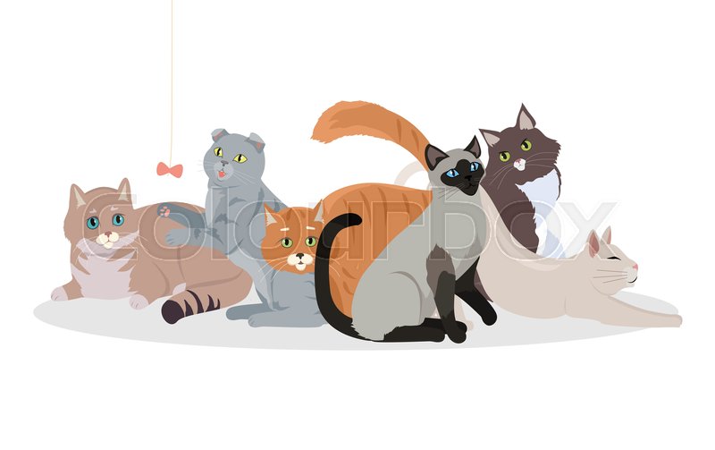 Cat Breeds Cute Pet Animal Set Vector Stock Vector Colourbox