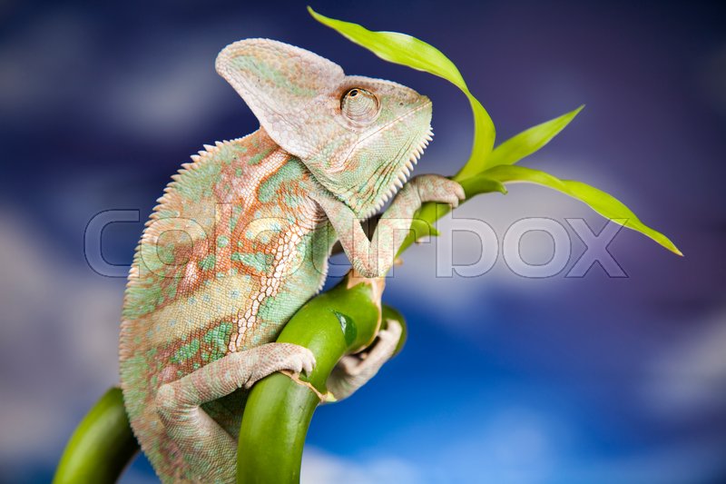 Green Chameleon Lizard