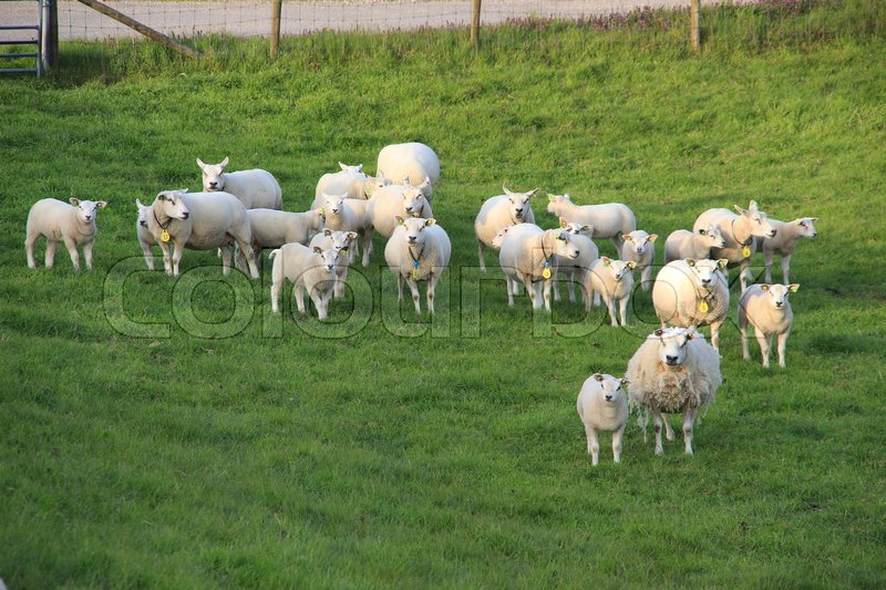 a herd of sheep