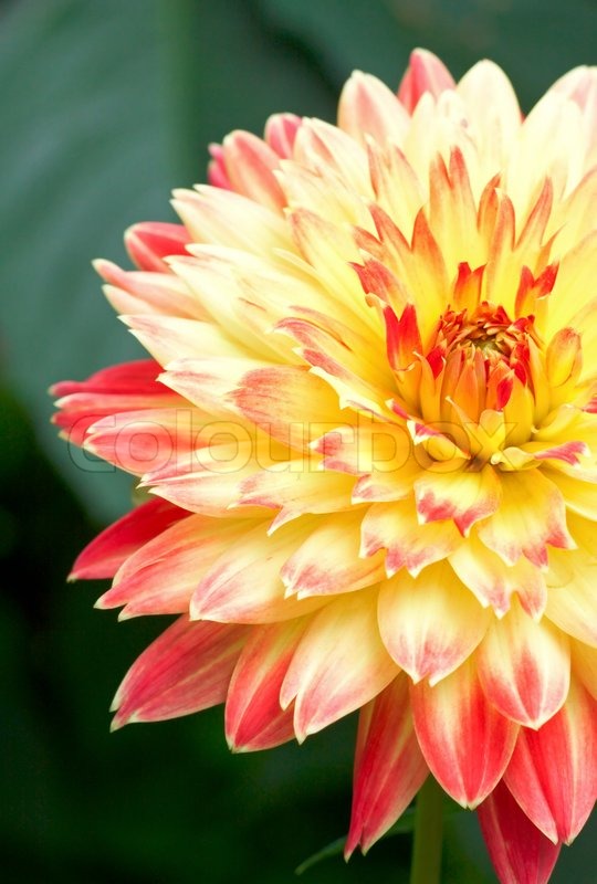 yellow dahlia flower