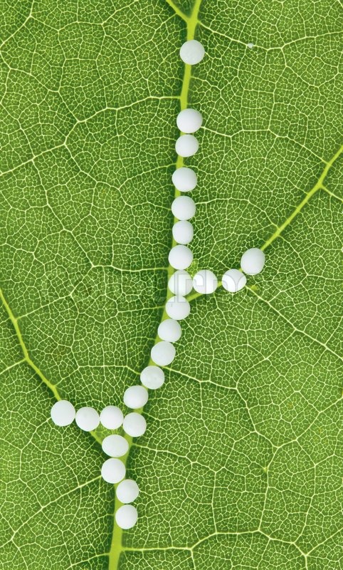 Globuli in der Behandlung von Stock Bild Colourbox