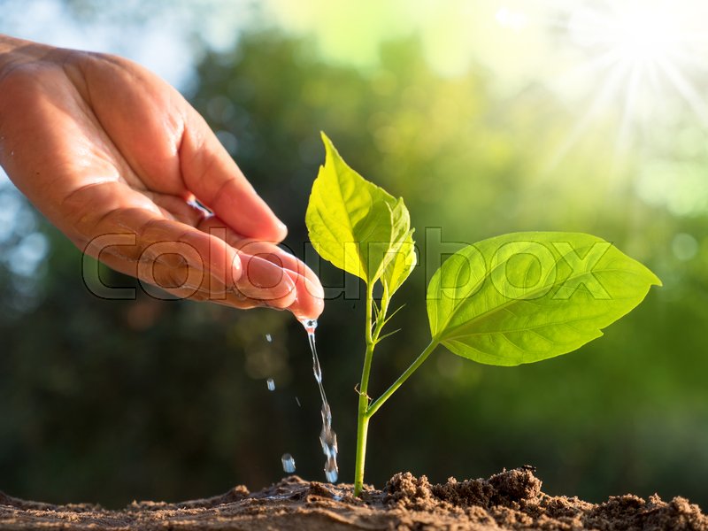 How To Conserve Water When Watering Plants Tachibana