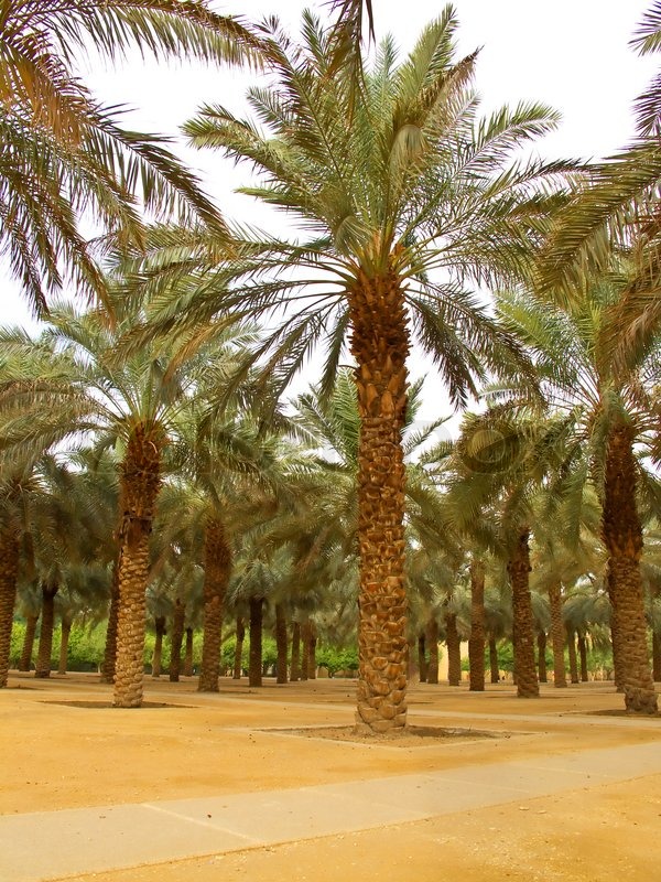 Palm garden in the Riyadh city, Saudi | Stock image | Colourbox