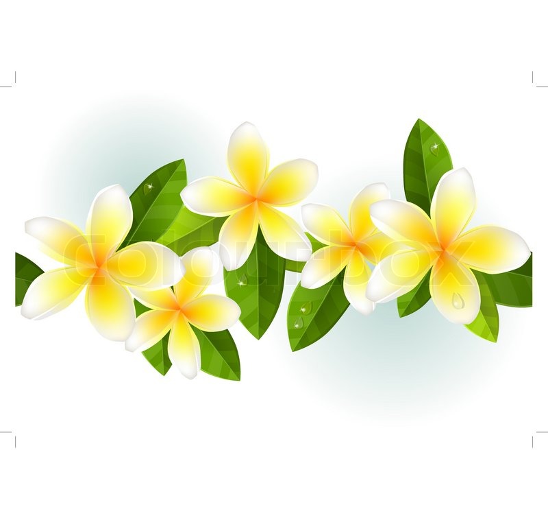 frangipani leaves and dew in seamless border stock frangipani leaves and dew in seamless border stock