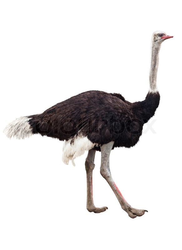 Image of the ostrich isolated on white | Stock Photo | Colourbox