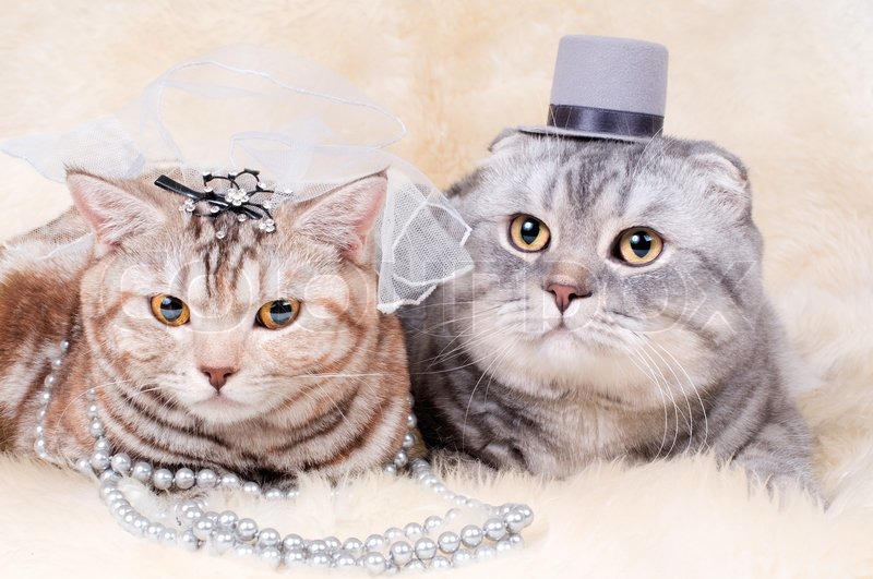 Beautiful adult cat, wedding couple Stock image