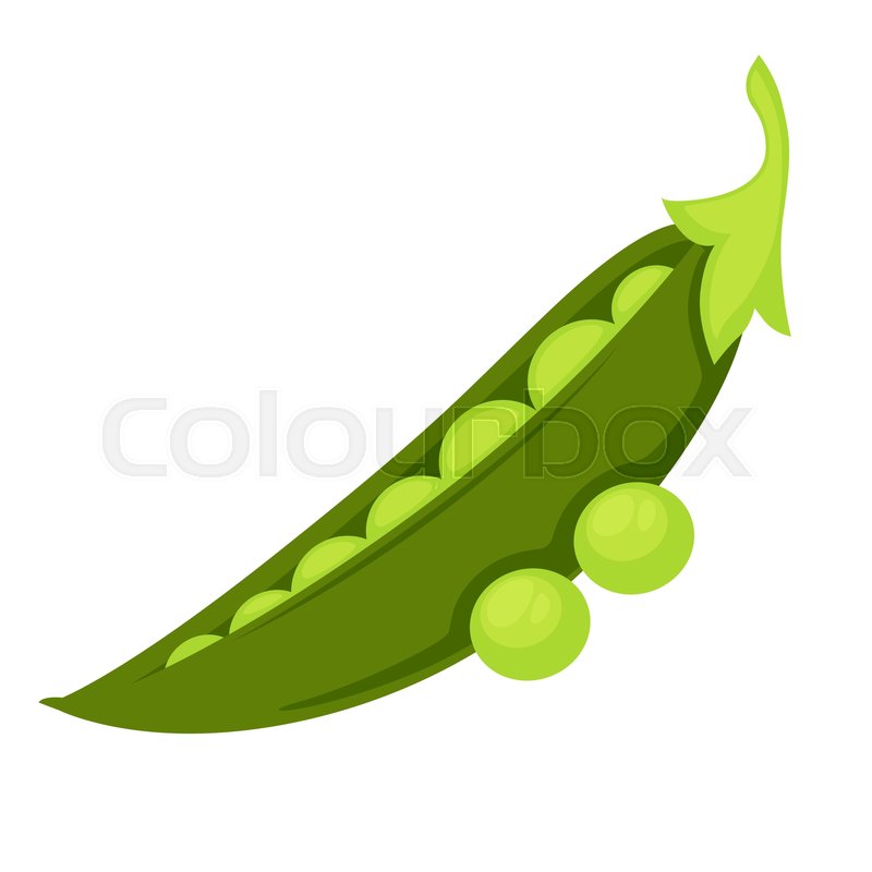 Pea Isolated On White Background Stock Vector Colourbox