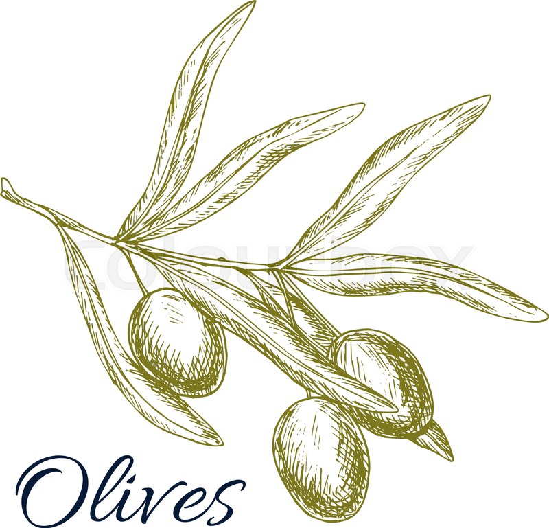 Olives Vector Sketch Of Olive Tree Stock Vector Colourbox