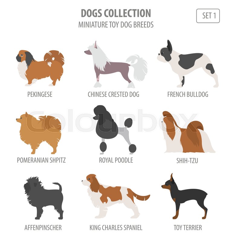 Miniature toy dog breeds collection | Stock vector | Colourbox