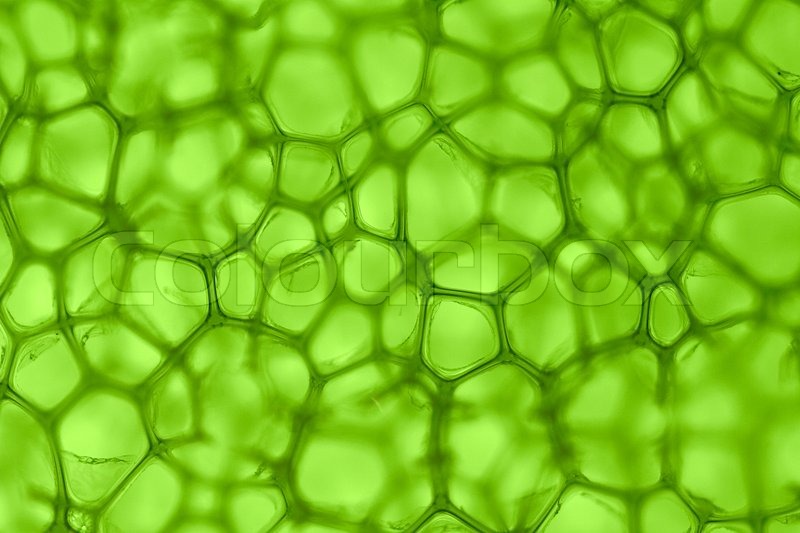 Grøn baggrund fra cellerne | Stock foto | Colourbox