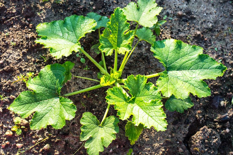 Young bush zucchini, pumpkin on the Stock image