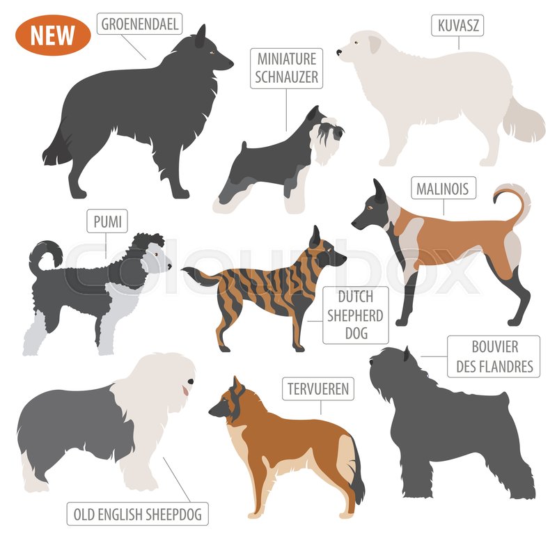 Shepherd Dog Breeds Sheepdogs Set Stock Vector Colourbox