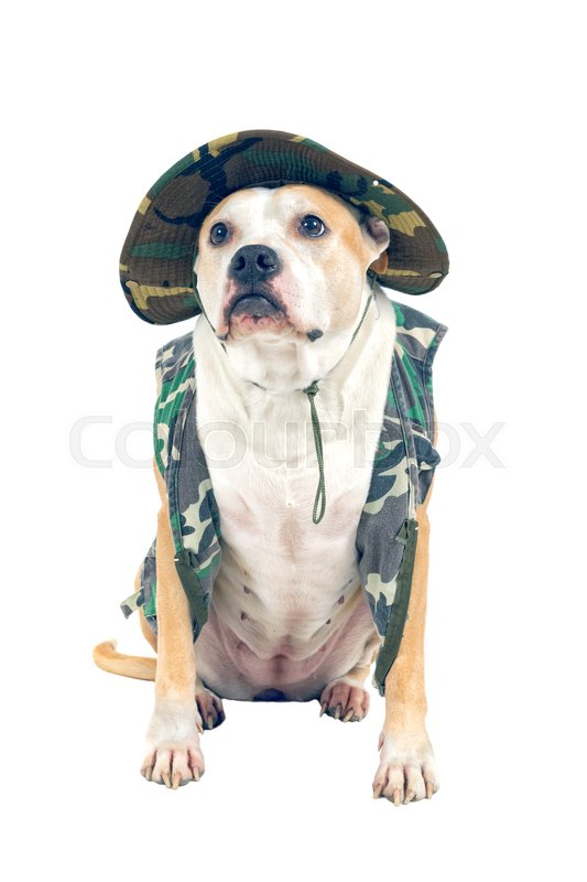 Dog in military attire isolated on a | Stock image | Colourbox