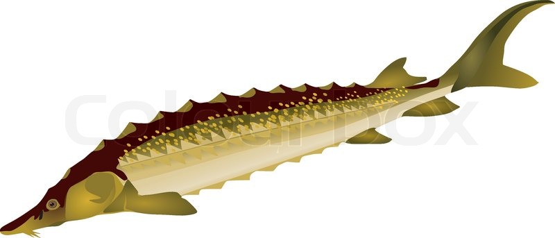 Vector image of sturgeon | Stock vector | Colourbox