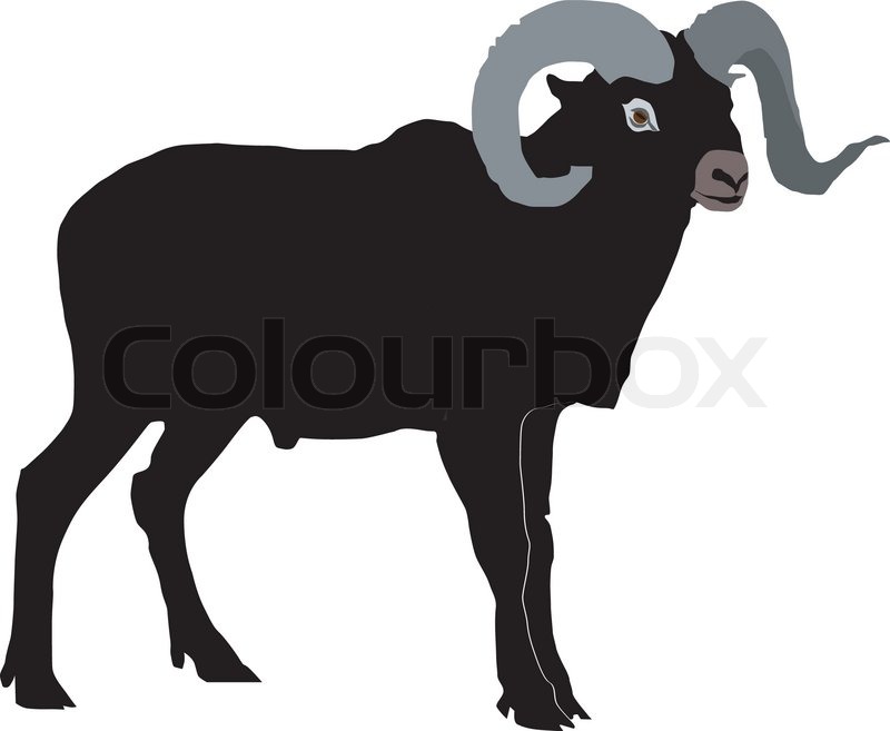Moufflon | Stock vector | Colourbox