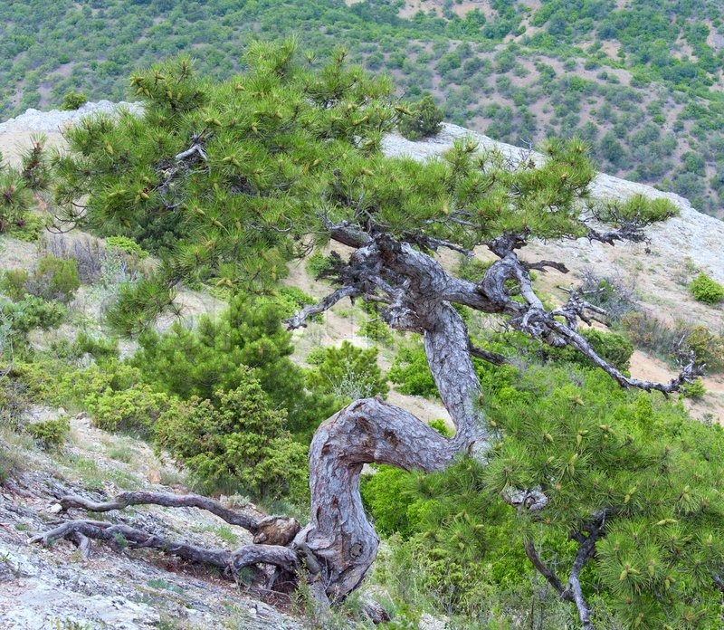 Große Tanne im Sommer Berg Hügel (