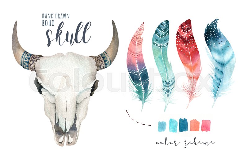 Watercolor Bohemian Cow Skull And Stock Image Colourbox