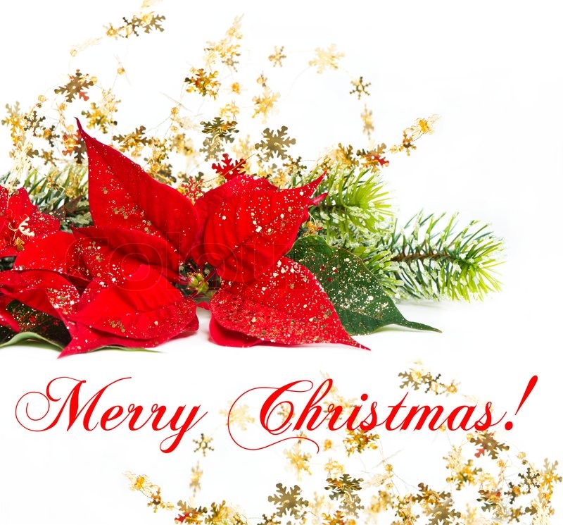 christmas flower with golden decoration stock photo colourbox
