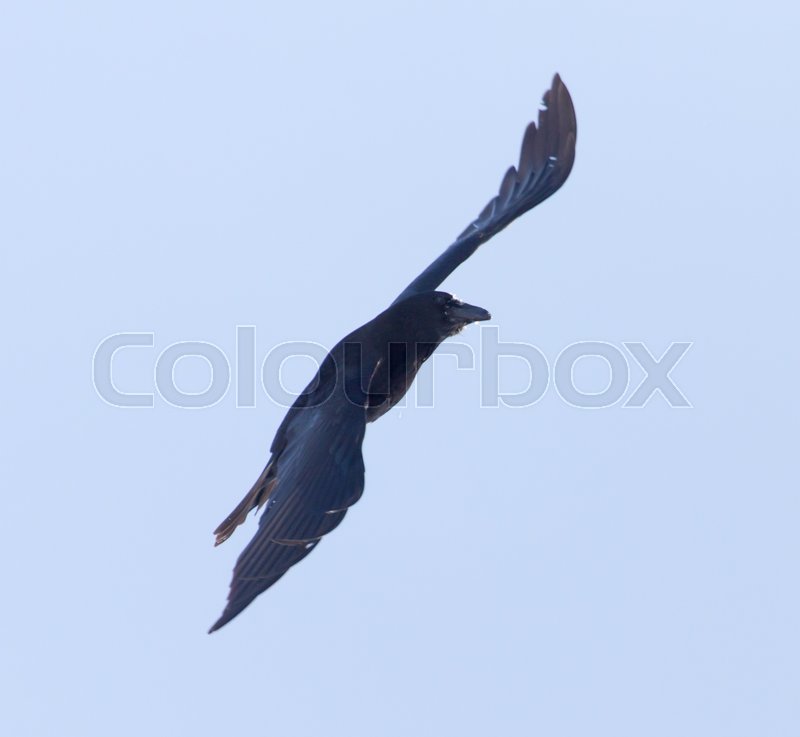Crows flying in the sky . A photo | Stock image | Colourbox