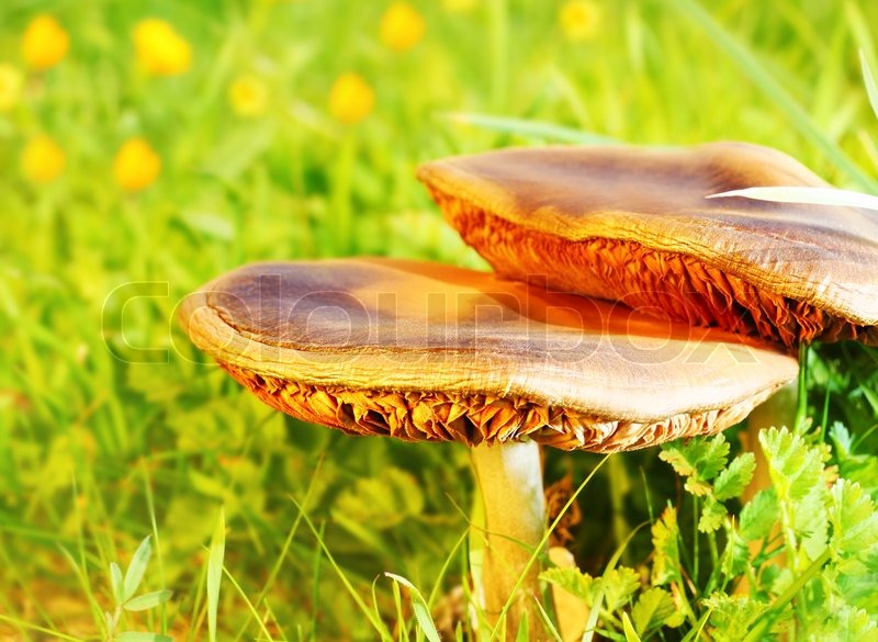 Wild wachsende Pilze auf der grünen Stock Bild Colourbox