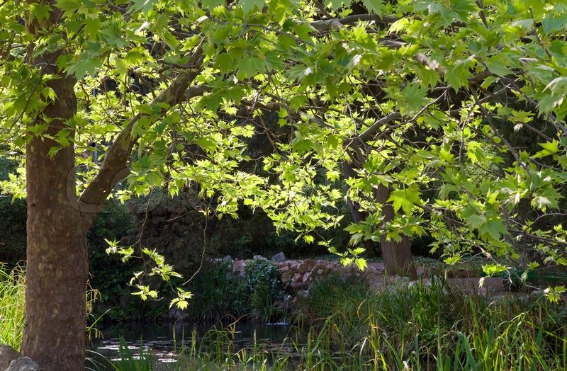 Baum Korb