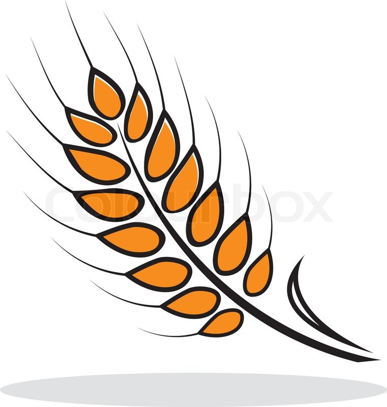 Orange abstract Weizen mit grauen Schatten Autumnal Symbol Vector