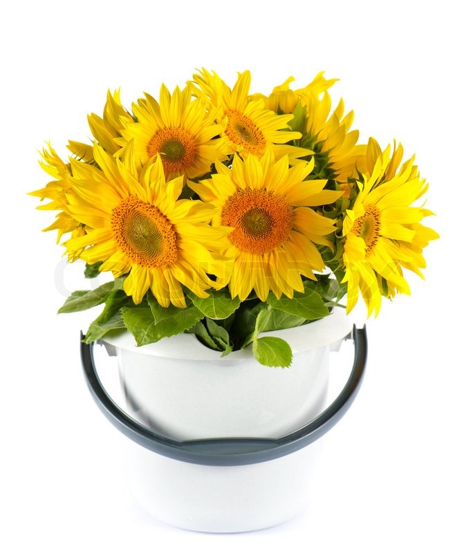 Beautiful sunflowers in a bucket on | Stock image | Colourbox