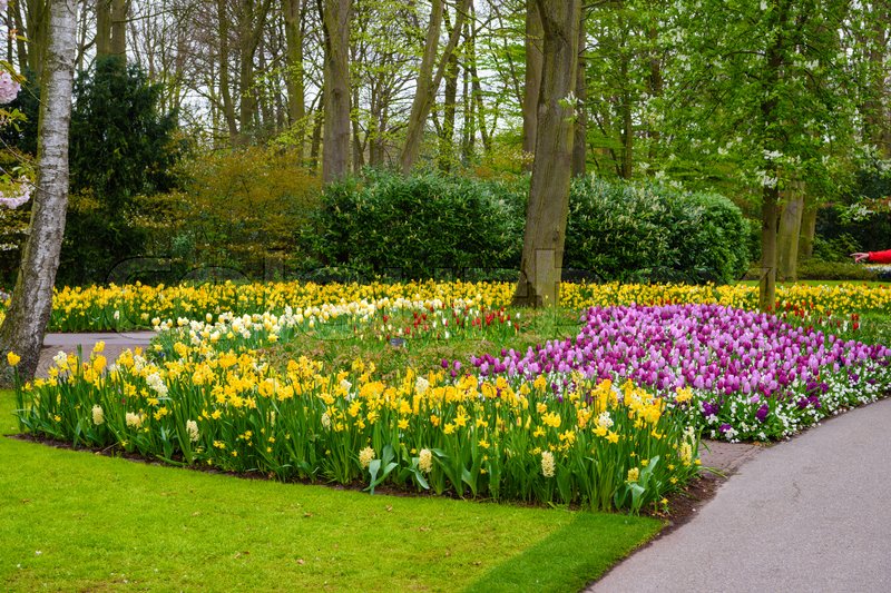 Keukenhof, tulpen, außen- | Stockfoto | Colourbox