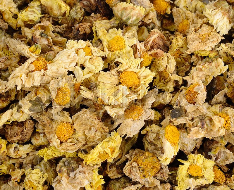 Dried chrysanthemum flowers. Stock image Colourbox