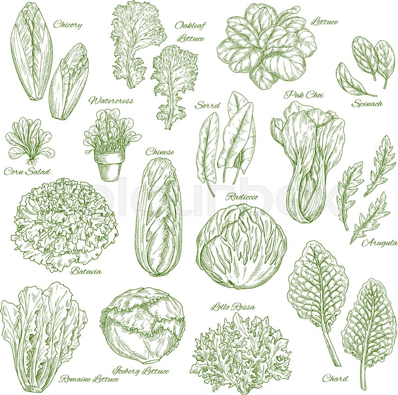 Salad leaf and vegetables sketches. Stock vector Colourbox