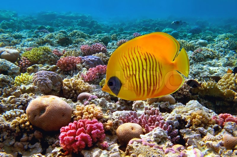 an analysis of the biomonitoring of coral reef health using butterflyfishes Coral reef fish are fish which live the primary food source of butterflyfishes are the coral polyps themselves or the ^ analysis of the influence of. an analysis of the biomonitoring of coral reef health using butterflyfishes Coral reef fish are fish which live the primary food source of butterflyfishes are the coral polyps themselves or the ^ analysis of the influence of.