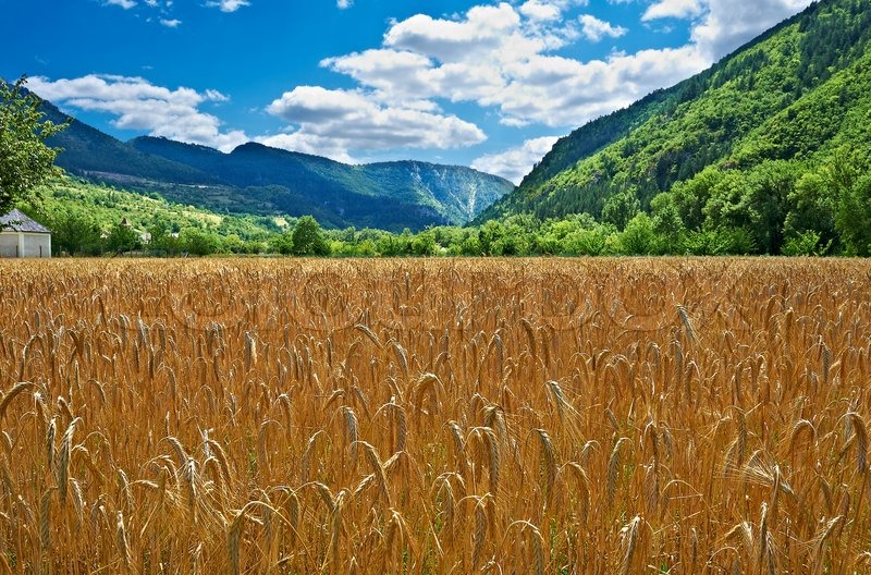 Wheat Field in the French Alps on a Cloudy Day Stock Photo Colourbox