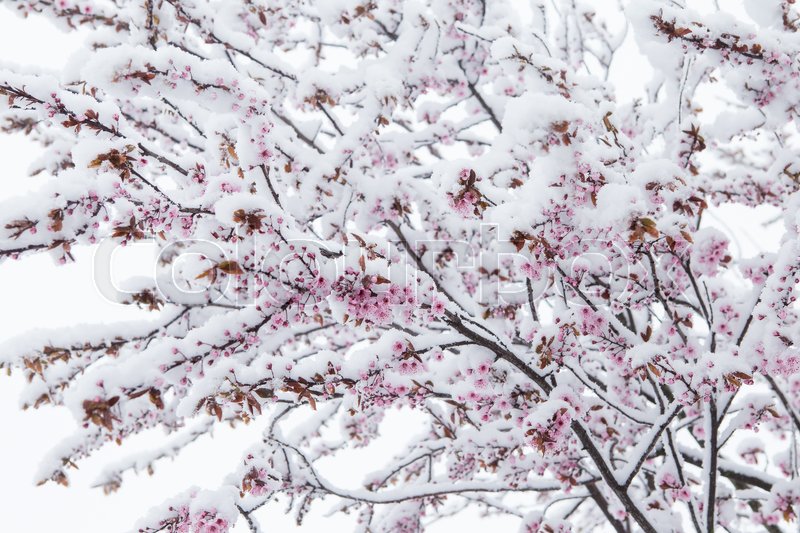 Snow Covered Cherry Blossom In Spring Stock Image Colourbox