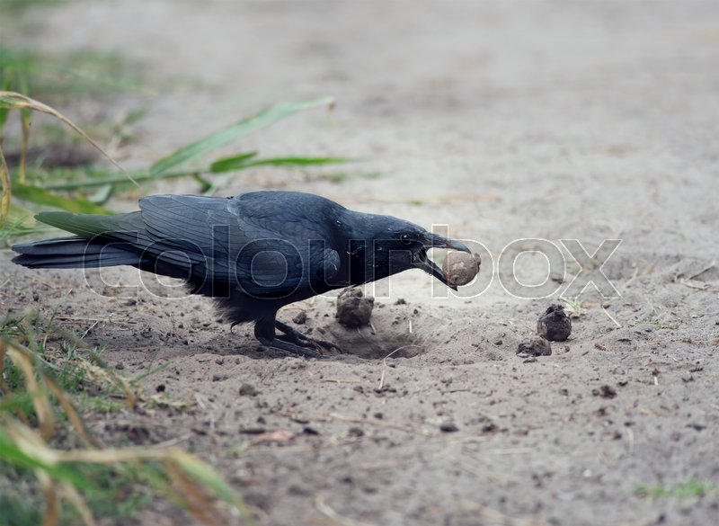 American crow with a turtle egg in its | Stock image | Colourbox