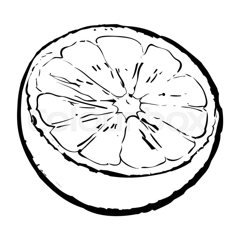 Half of lime, hand drawn sketch style vector illustration on white