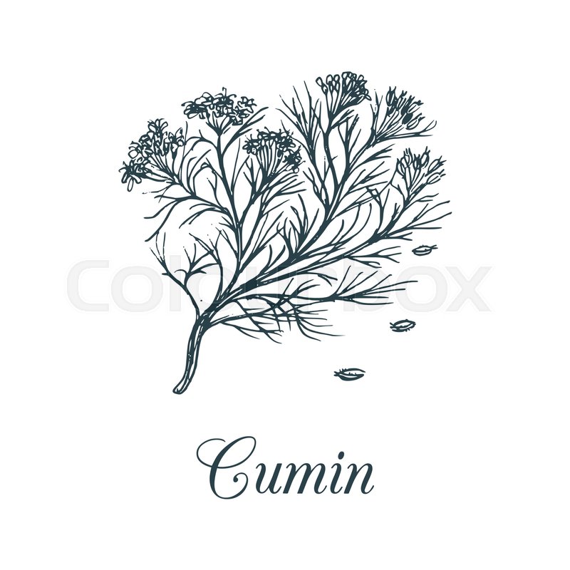 Vector cumin with seeds illustration. Stock Vector Colourbox