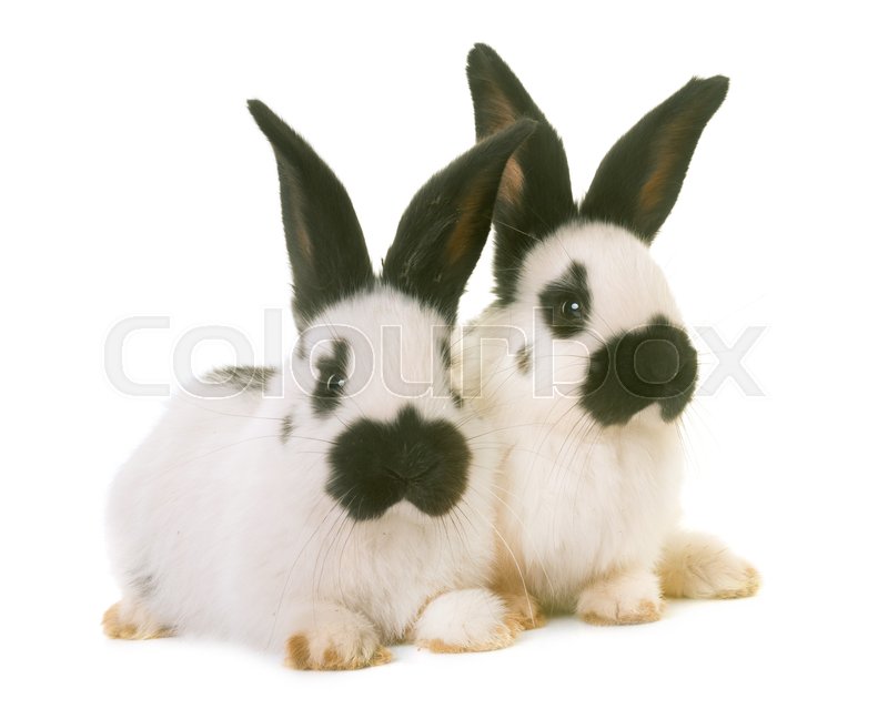 Checkered Giant Rabbits