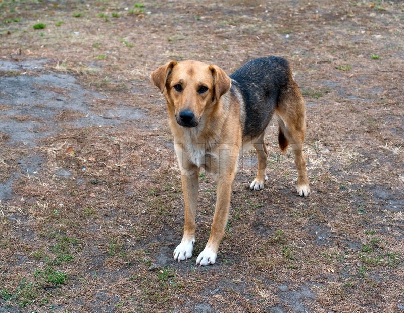 Stray Dog in the Park Stock stray dog in the park image