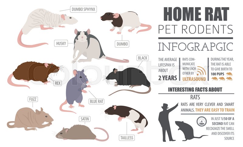 rat-breeds-infographic-template-icon-stock-vector-colourbox