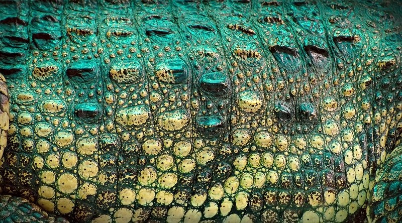 crocodile skin｜TikTok Search