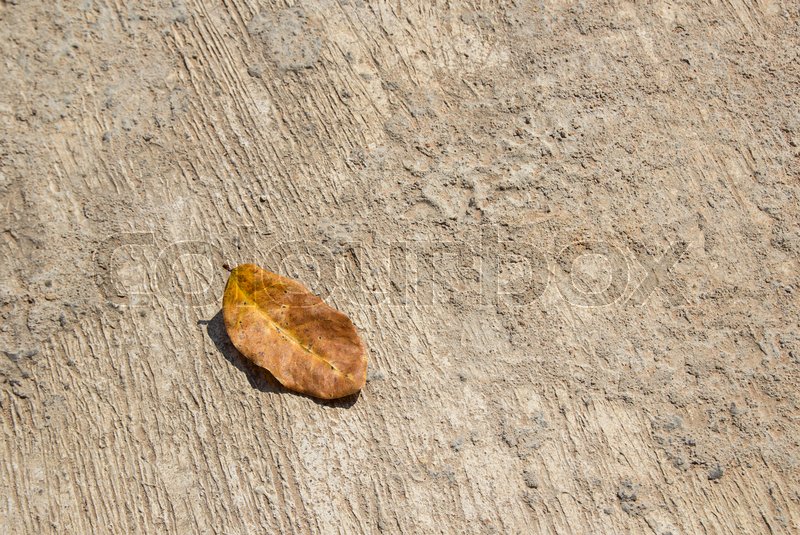 Dry Leaves On The Cement Floor Top View With Copy Space For Design Dry Leaves On The Cement Floor Top View With Copy Space For Design